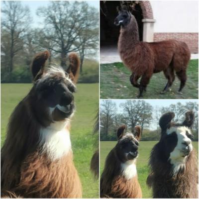 Origine de mes lamas