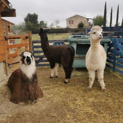 Lama ,alpaga