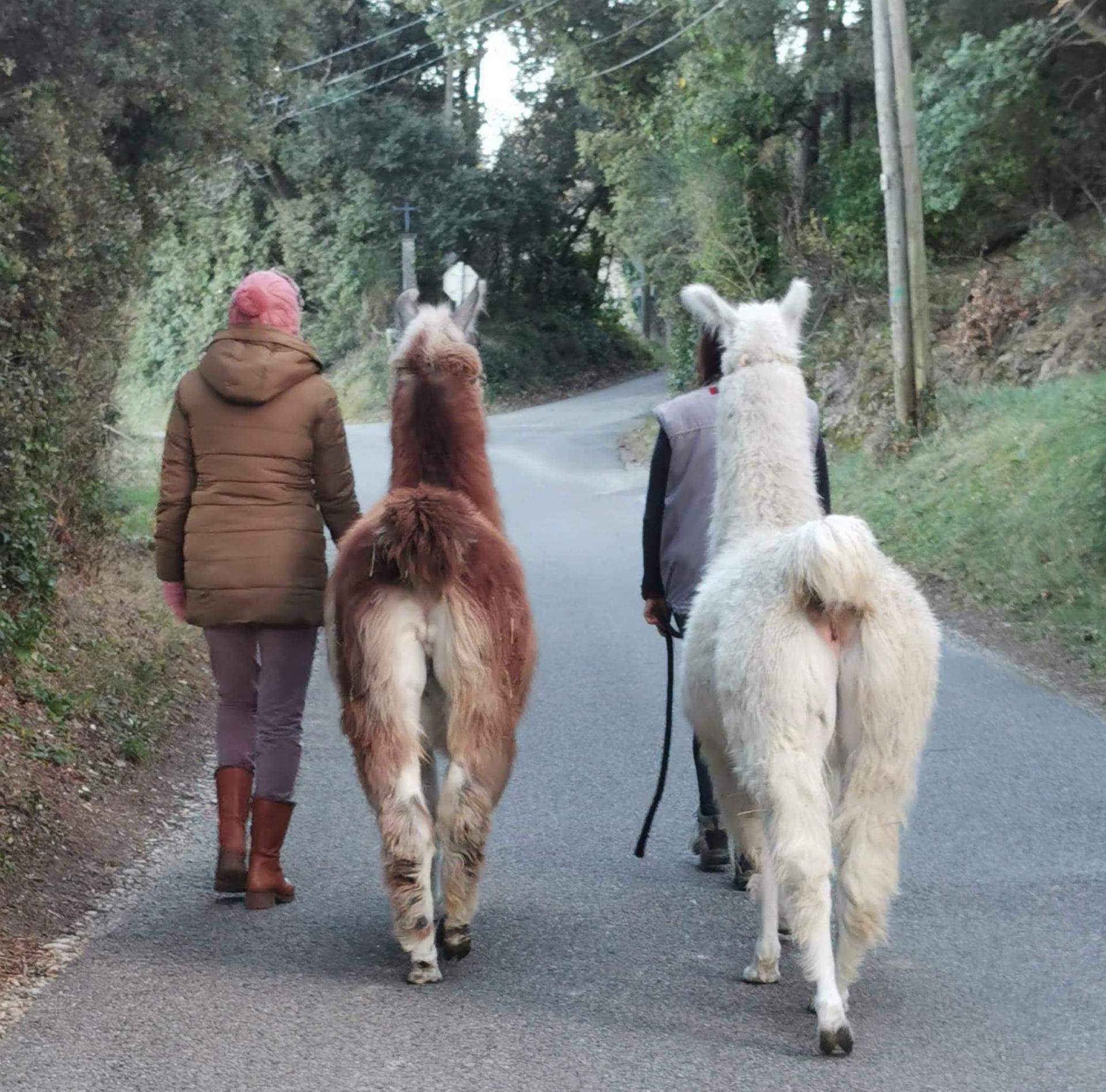 randonnee avec des lamas